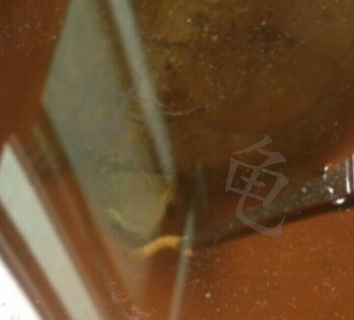 一例四眼斑龟的调理开食案例 一例四眼斑龟的调理开食案例