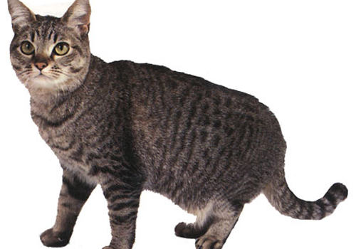 猫子宫蓄脓的诊断与治疗