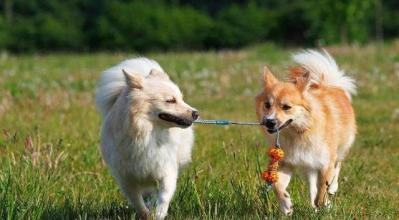 纯种牧羊犬怎么训练