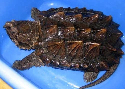 秋季补光有利鳄龟生长 秋季补光有利鳄龟生长