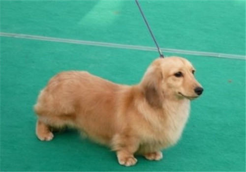 犬脓皮病的病因分析