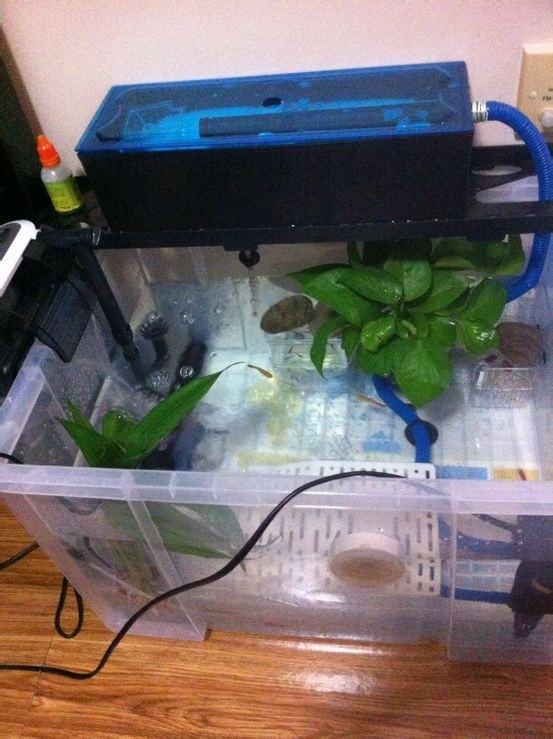 宿舍宠物水龟饲养指南之第一部分