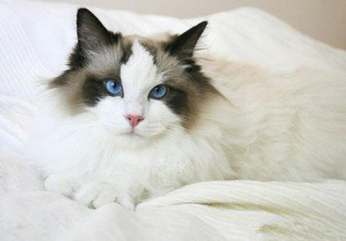 盘点猫咪掉毛的原因