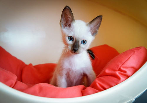 如何不让猫咪乱抓乱咬