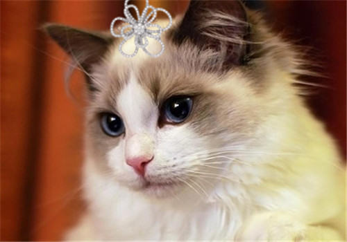 猫咪打扰主人睡觉该怎么办