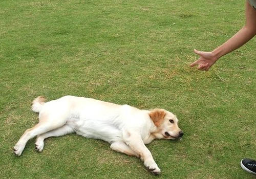 狗狗装死训练 狗狗装死训练