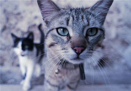 猫咪疥癣、壁虱、跳蚤、虱子的防治方法