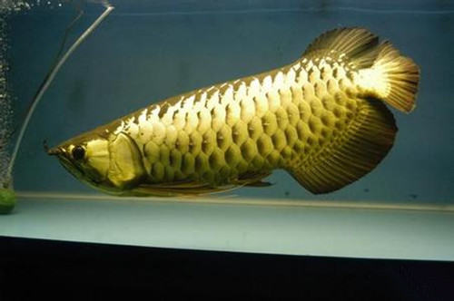 过背金龙的品种简介