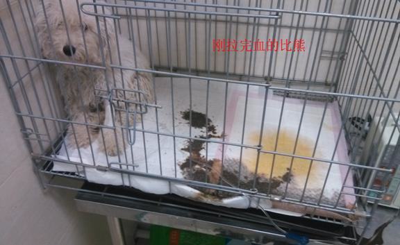 狗狗细小症状和治疗方法