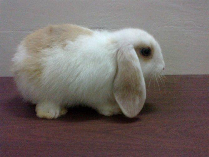 荷兰垂耳兔如何饲养 荷兰垂耳兔如何饲养