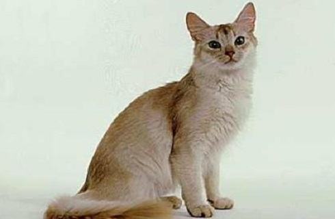 索马里猫为什么难饲养？索马里猫饲养注意事项