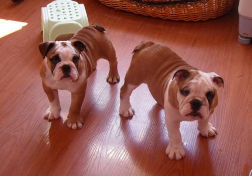 GDV对狗狗有什么影响