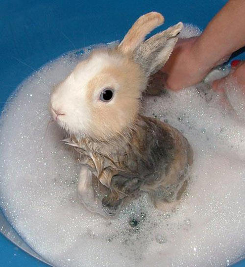 给宠物兔洗澡的误区