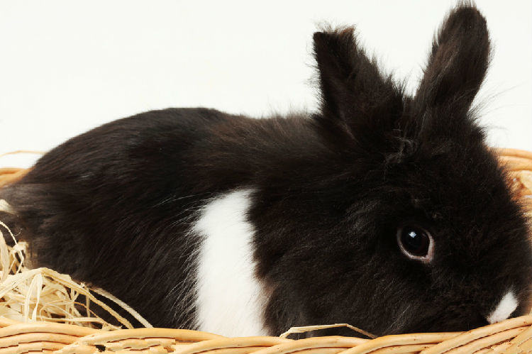 冬天兔兔需要人工保暖吗 冬天兔兔需要人工保暖吗