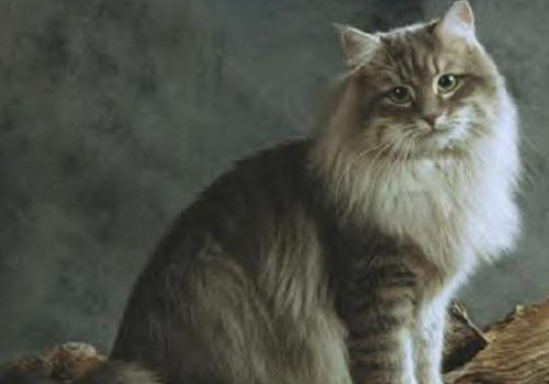 内华达猫的形态特征