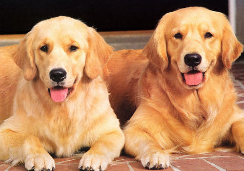 狗狗的配种原则有哪些