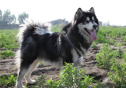 阿拉斯加雪橇犬如何饲养？