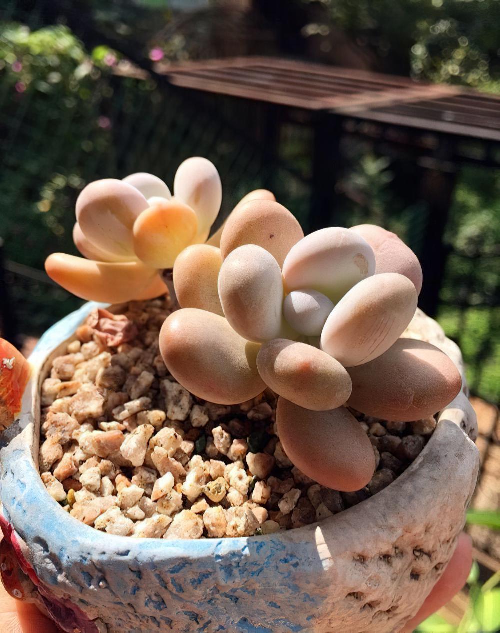 瘦死的骆驼比马强！季节的变化还是让肉肉们开始悄悄变美