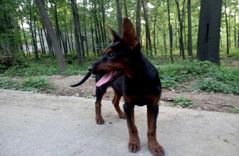 莱州红犬容易攻击人吗？莱州红犬优点和缺点