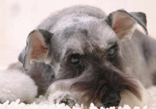 犬心丝虫预防药物的选择方法