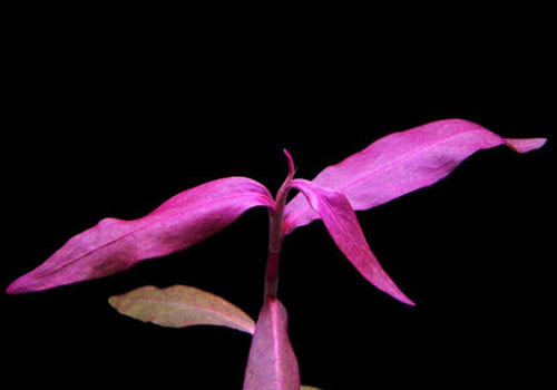 苋科水草饲养方法 苋科水草饲养方法