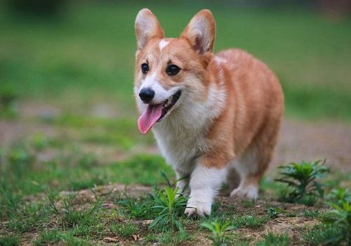 纯种柯基犬可以通过哪些方式辨别？