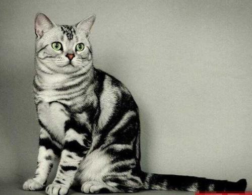 银虎斑猫多少钱一只？银虎斑猫饲养