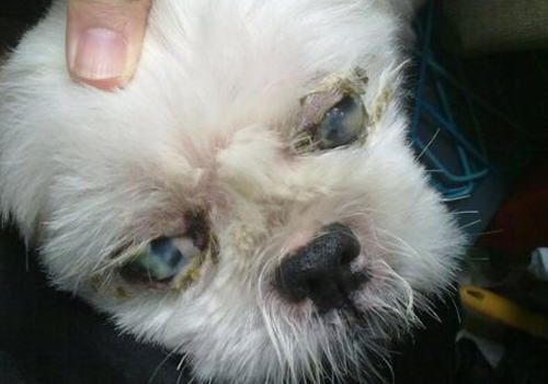 狗狗眼屎说明的一些问题