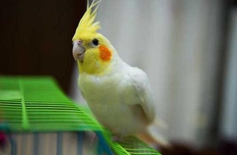 玄凤鹦鹉多少钱一只？玄凤鹦鹉价格盘点