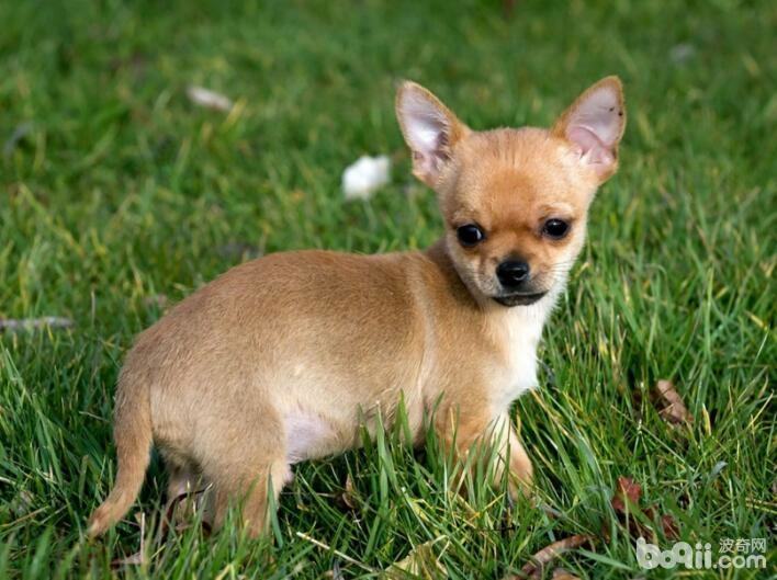 性格最温顺的狗狗都有哪些 性格最温顺的狗狗都有哪些