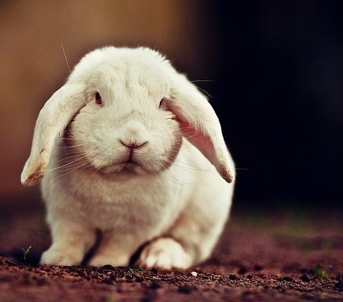 五种秘方让兔兔长胖