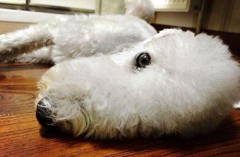 狗狗夏天不好好吃饭怎么办？