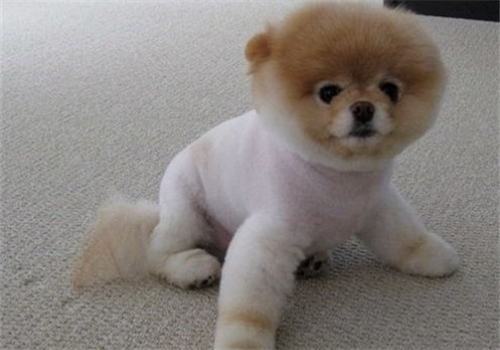 关于狗狗剃毛的那些事 关于狗狗剃毛的那些事