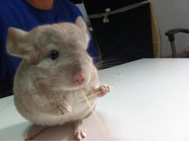 龙猫维生素缺乏会引起哪些问题