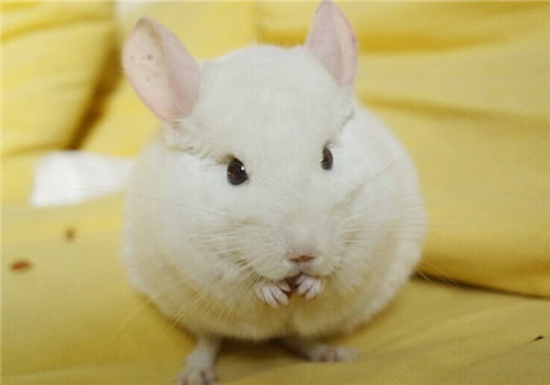 如何预防龙猫感冒