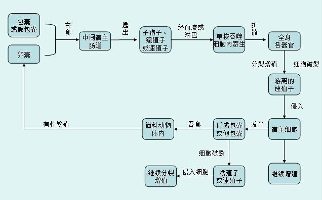 到底什么是弓形虫病？