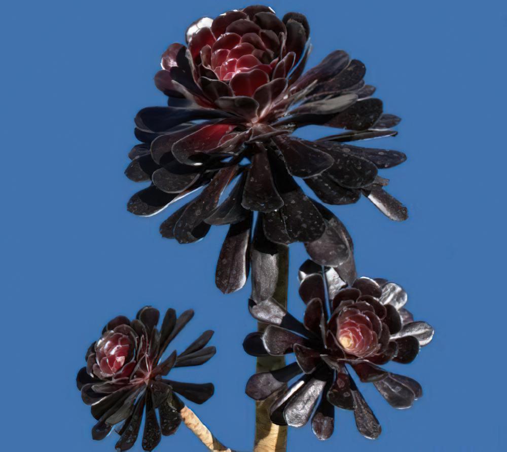 黑法师 Aeonium arboreum cv. Atropurpureum