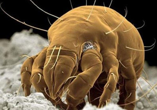 浅谈猫咪的昆虫过敏(二) 浅谈猫咪的昆虫过敏(二)