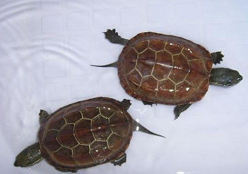 草龟的常见疾病有哪些