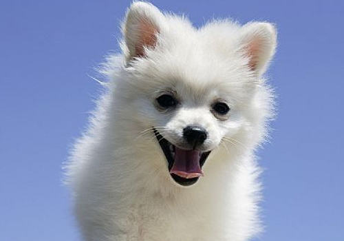 日本狐狸犬选购技巧