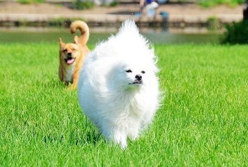 长毛犬如何进行日常毛皮护理 长毛犬如何进行日常毛皮护理