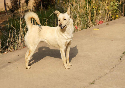 中华田园犬多少钱