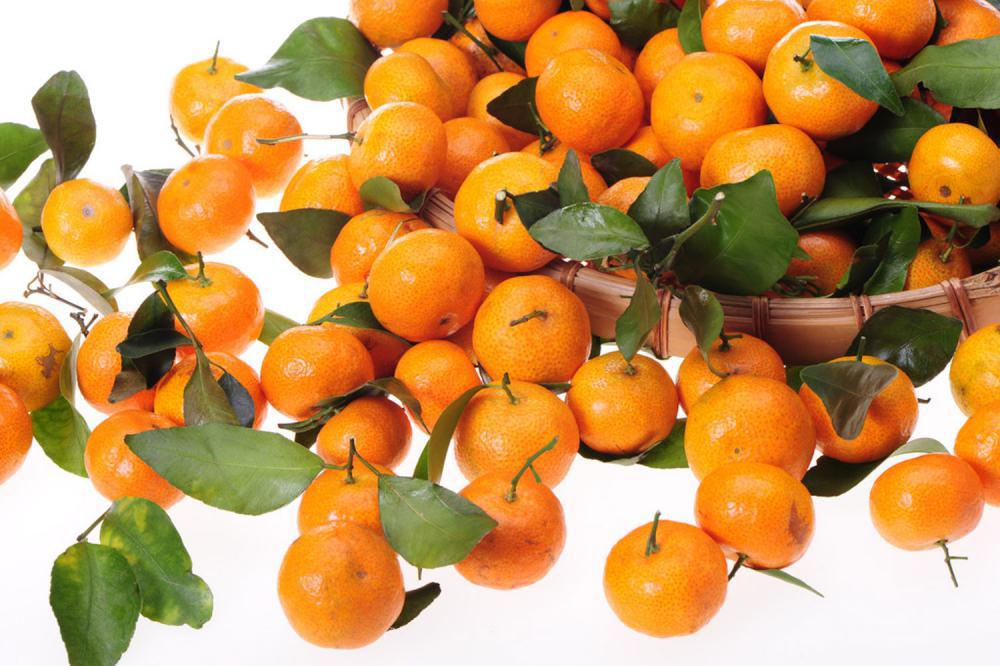 橘子树苗种植方法