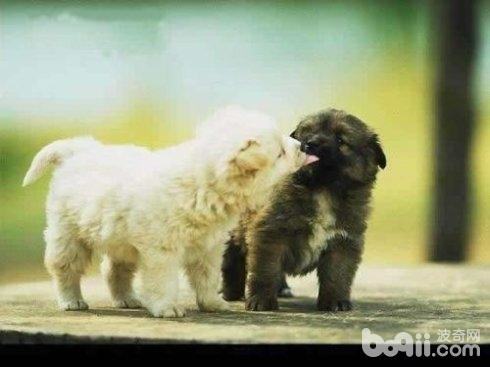 狗狗配种前需要考虑的问题都有什么? 狗狗配种前需要考虑的问题都有什么?