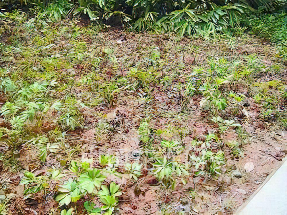 如何养护居民小区地被植物?