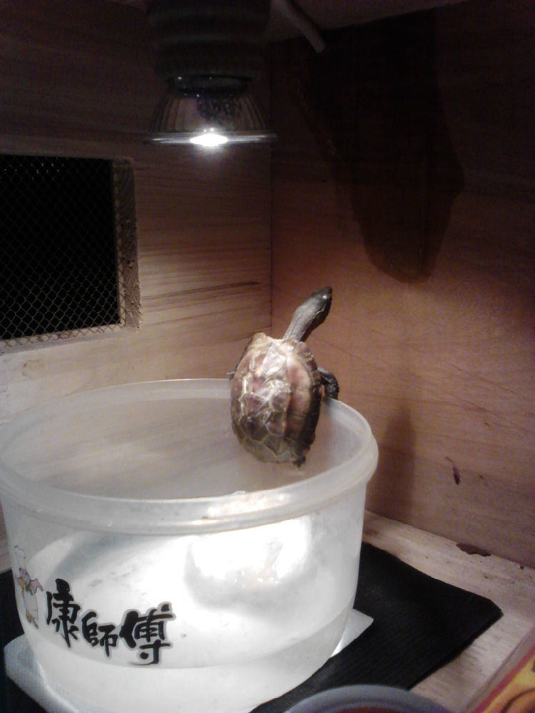 宠物龟加温过冬的几种方法介绍