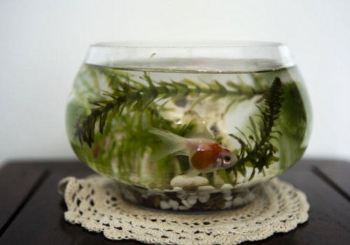 鱼缸怎么美化？