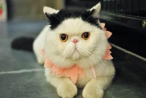 短毛波斯猫多少钱？短毛波斯猫价格