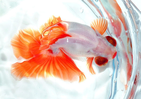 蝶尾金鱼的选购要点