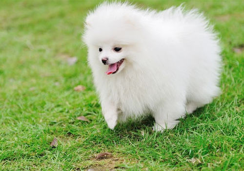 博美犬的饮食注意事项